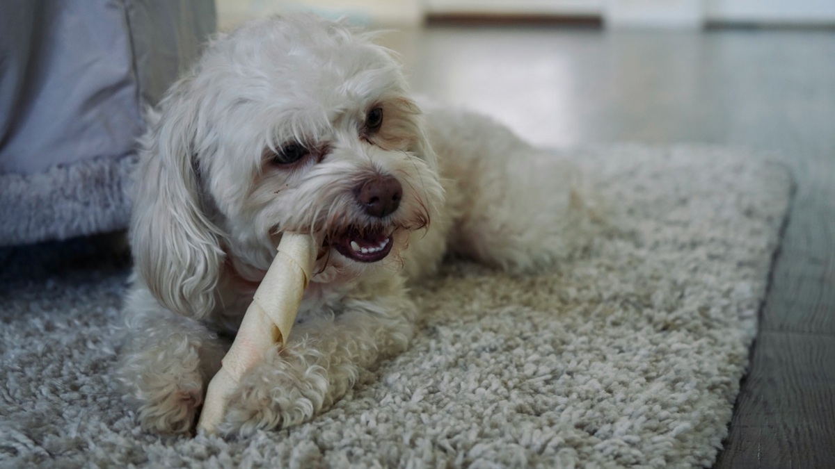 Dog Chews On Sale Now