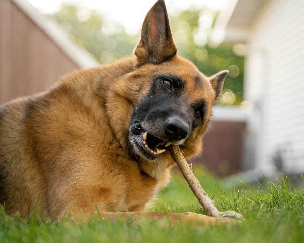 Dog Chews On Sale Now