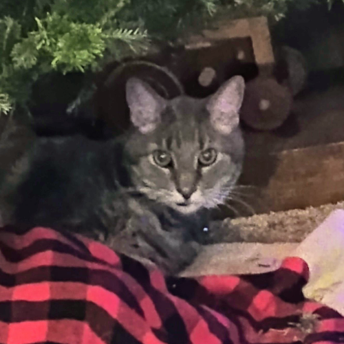 Catmom profile picture